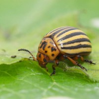 Colorado Beetle